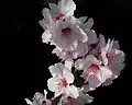 Mandelblüte in Rheinhessen Anfang März