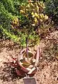Aloe buhrii