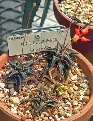 Die Blätter von Aloe descoingsii werden nur 3 Zentimeter lang.