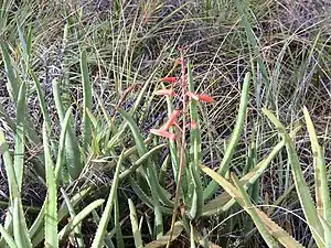 Aloe isaloensis