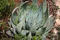 Aloe peglerae