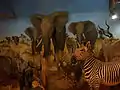 Museum Erlebniswelt Afrika
