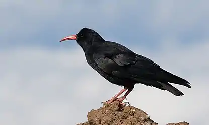 Alpenkrähe