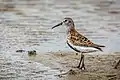 Alpenstrandläufer (Dunlin)
