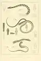 1. Alsophis antillensis (Schlegel, 1837) & 2. Saphenophis boursieri (Jan, 1867)
