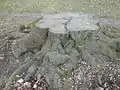 Alter Rotbuchenstumpf im Park