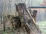Torso „Alte Buche“