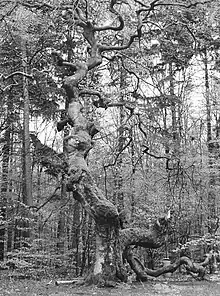 Reste der Kanzelbuche, Aufnahmedatum unbekannt
