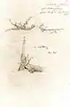 Caspar David Friedrich: Vom Blitz getroffene Weide, 1812
