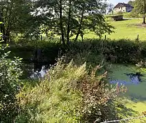Altenbachtal - Teich bei Dicke