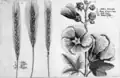 Tafel 3: Roggen, „Winterrosen“