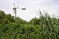 Feuchtgebiet in der Waldlache mit Schilfbestand und Windpumpe (2020)