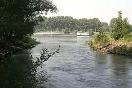 Sicht auf den Rhein, rechts die Insel Kühkopf