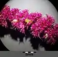Blüten von Amaranthus caudatus