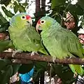Rotstirnamazonen der Unterart Amazona autumnalis salvini