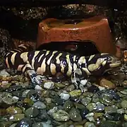 Westlicher Tiger-Querzahnmolch