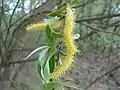 Weidenkätzchen(Salix spec.)