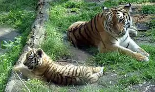 Sibirischer Tiger mit Jungtier