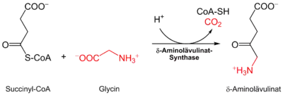 Bildung von δ-Aminolävulinat