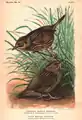 Unterarten der Strandammer (Ammodramus maritimus fisheri) & (Ammodramus maritimus sennetti) in The Auk, 1899