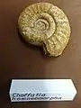 Ammonit Choffatia homoeomorpha
