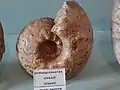 Ammonit Orthaspidoceras uhlandi