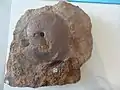 Ammonit Oxycerites