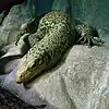 Quittenwaran (Varanus melinus)