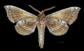 Amorpha juglandis  ♂   △