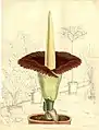 Amorphophallus titanum, Tafel 7153 (1891)