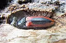 Ampedus sanguinolentus Verp.jpg