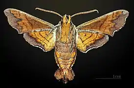 Amphion floridensis ♂ △