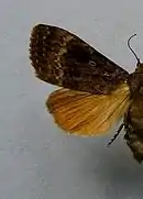 pyramidea