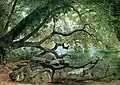 An Ilex Tree on Lake Albano, Italy, 1846