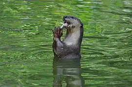 Indischer Fischotter