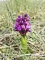 Klein-Hundswurz (Anacamptis morio), in Österreich gefährdet