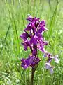 Auf Heißländen gedeihen Orchideen wie die Klein-Hundswurz, die in Österreich als gefährdet gilt.