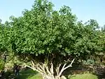 Anagyris latifolia