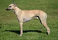 Whippet, Kleiner Englischer Windhund (okzidentaler Typ)