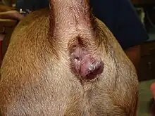 Analbeutelabszess