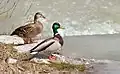 Stockente