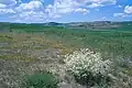 Anatolischer Steppenrest mit Crambe tatarica, im Hintergrund Getreidefelder.- Ahiboz, ca. 35 km südlich von Ankara, ca. 1000 m s.m.