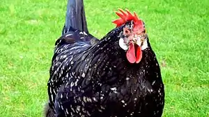 Ancona (Huhn)