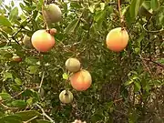 Ancylobothrys capensis