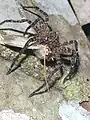 Weibliche Riesenfischerspinne mit erbeutetem Nachtfalter