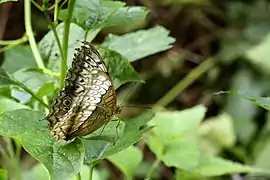 Flügelunterseite Weibchen (Monsunzeit)