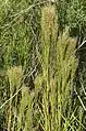 Andropogon bicornis