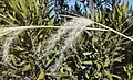Andropogon eucomus