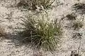 Andropogon selloanus