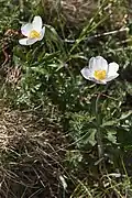 Großes Windröschen (Anemone sylvestris)